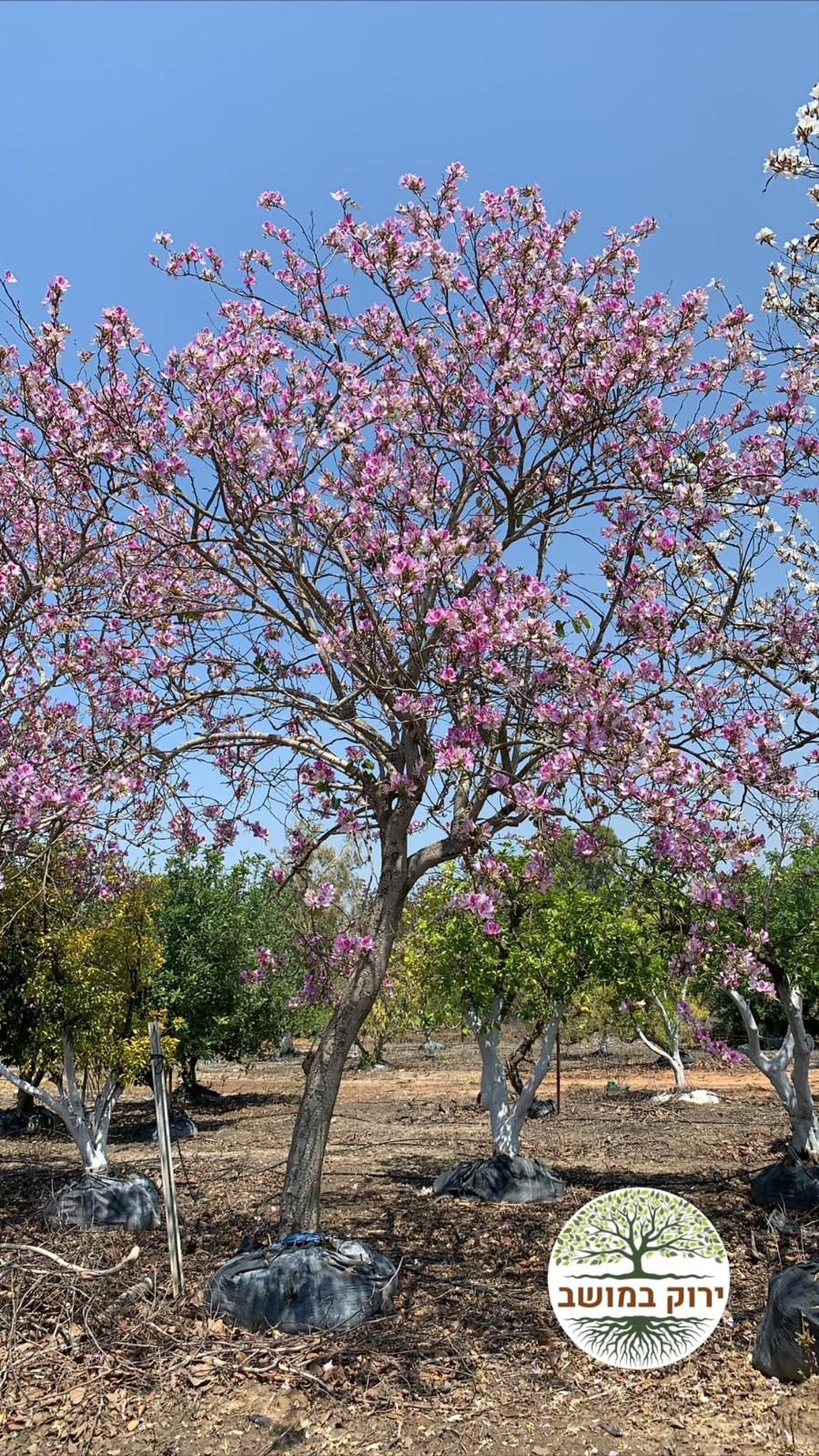 בוהיניה ורודה - ירוק במושב - משתלות לעצים בוגרים ועצי פרי
